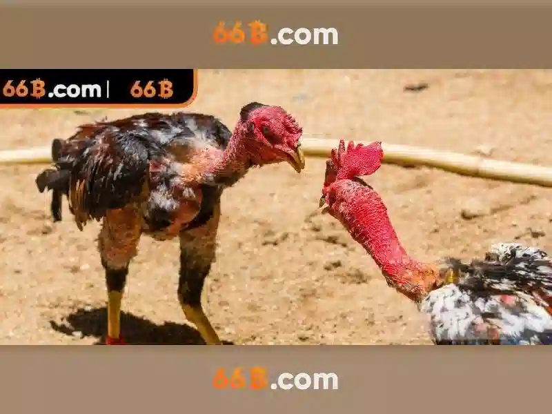 Tải ứng dụng 66B