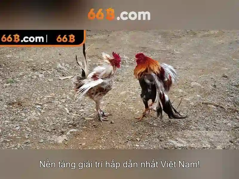 Trải Nghiệm Chơi Bài 66B